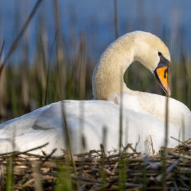 20210426-175250-Canon-EOS-R5-_-200-mm-_-1-2000-Sek.-bei-f-28-_-ISO-200